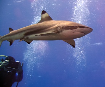 Black Tip Shark
